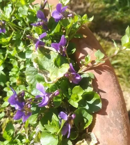 Vronis-apartment * Stephanshart